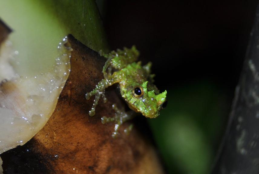 Pristimantis quantus (Endangered).