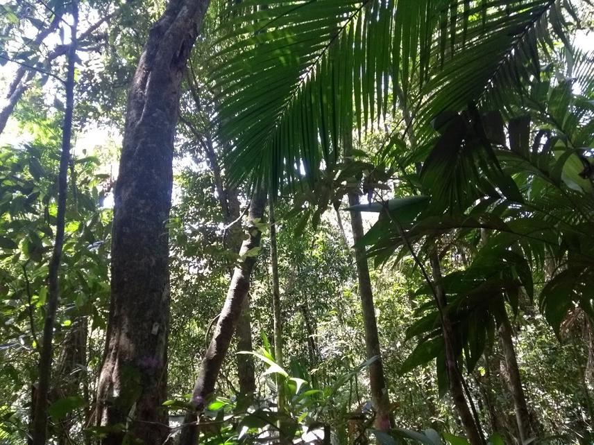 Forest remnant located at Maquiné, Rio Grande do Sul, Brazil. Note the pink marks and the tree tags, which represents the point of measure and individual tree identification. © Kauane Maiara Bordin