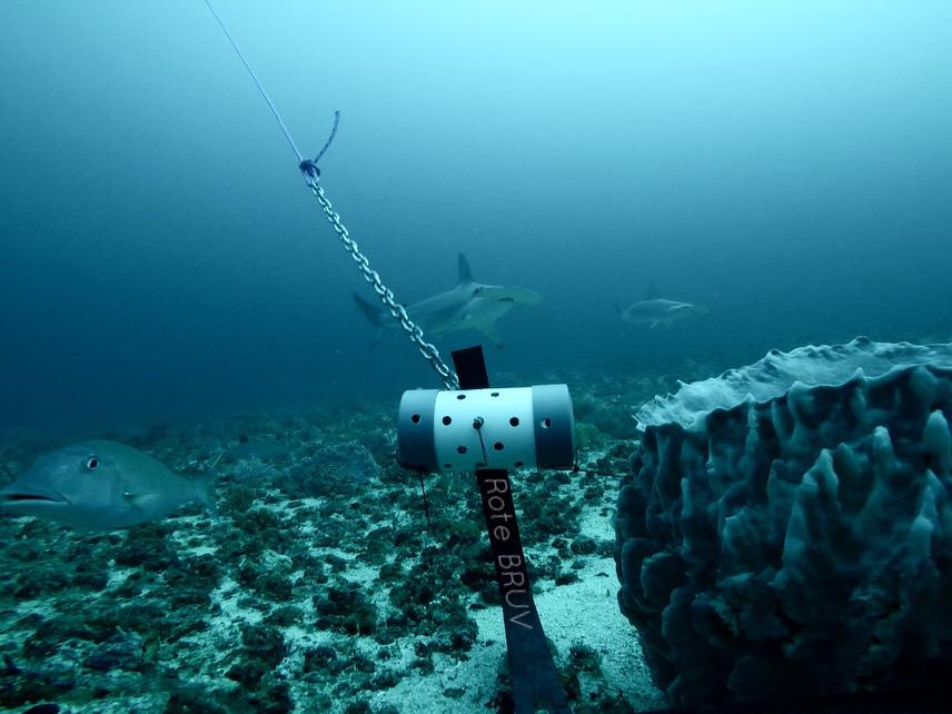 Scalloped Hammerhead (Sphyrna lewini) captured on BRUV survey at Rote Island. ©Nesha Ichida.
