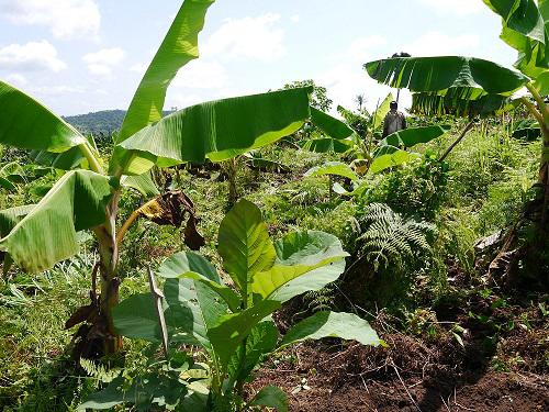 Farmer harvesting yam in mixed crop farm amidst teak plants.