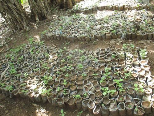 1 month old seedlings.