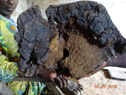 Mushroom for medicinal purposes (Parkia biglobosa parasite).