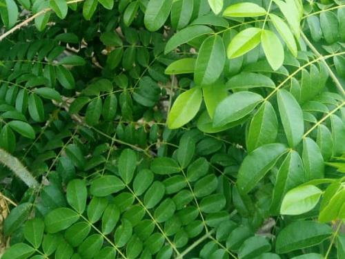 Leaves of Caesalpinia bonduc. ©Enagnon Bruno Lokonon.