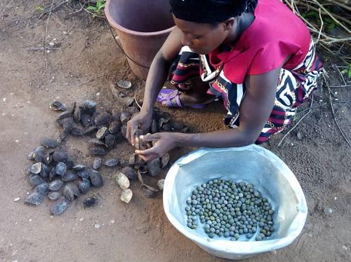 Seeds extraction from fruits.