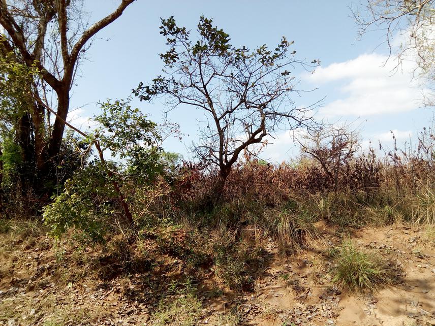 Effect of fire in Ruvu-south forest.