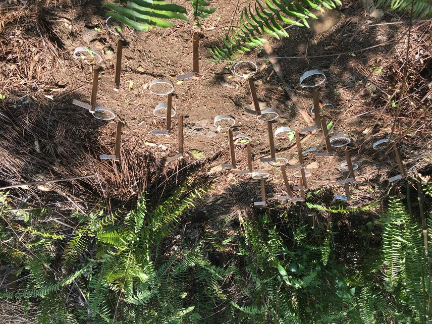 Fern Interference Experiment.
