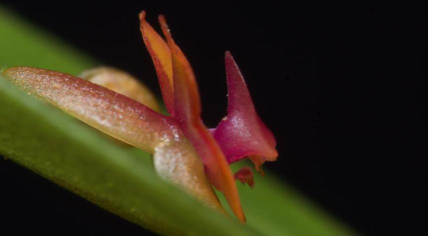 Lepanthes nematoi.