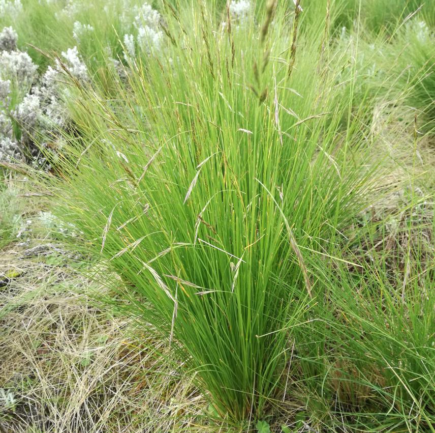 Festuca at Seed bearing stage.