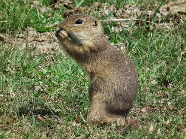 Europena ground squirrel (EGS) on field eating.