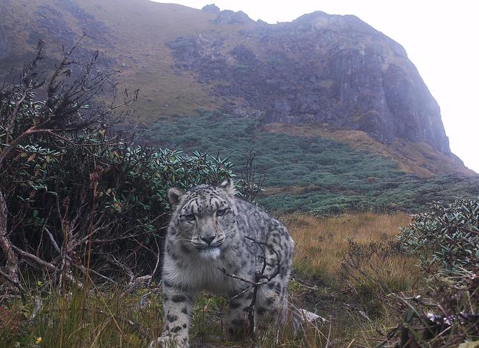 Camera trap image of a snow leopard at 4,500 m in Lunana, JDNP.