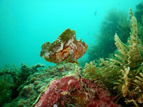 Leaf fish on Cryptomania reef in Mtwara. © Martha Taylor, Eco2 Diving Centre Mikindan.