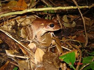 Fijian ground frog