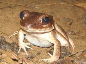 Fijian ground frog.