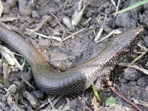 Anadia bogotensis.