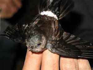 Pygmy swiflet (Collocallia troglodytes).