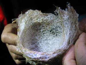Completely built nest.