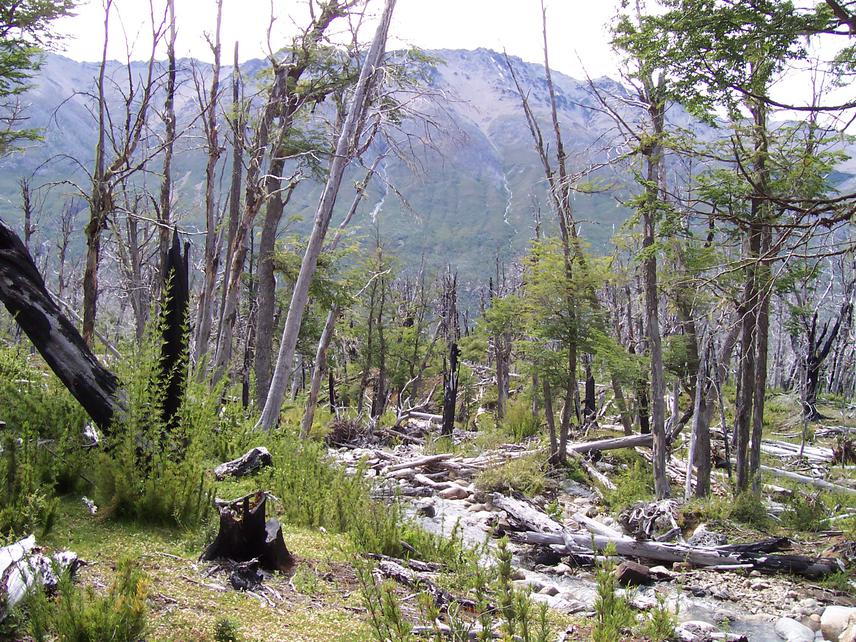 Nothofagus forest burned in 1999.