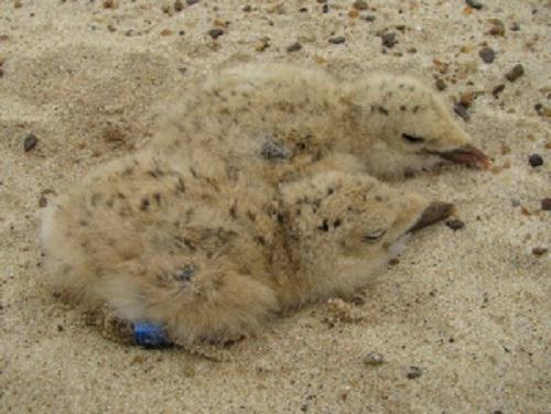 Skimmer chicks.© Germán O. García.