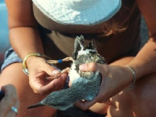 Working at breeding sites. © Carlos García Mata.