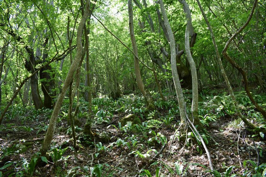Inside the Tilio-Acerion forests. © O. Lukić.