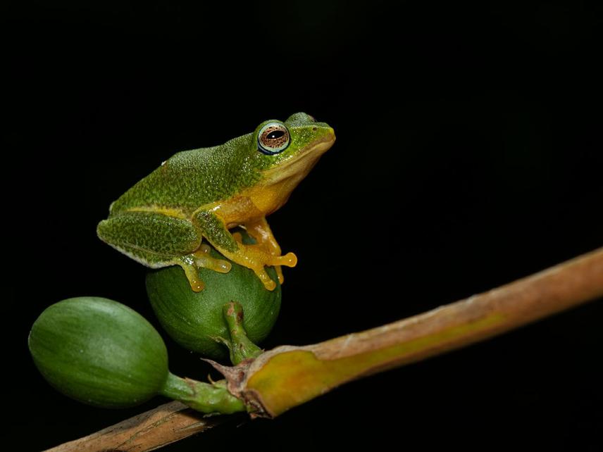 Raorchestes jayarami.