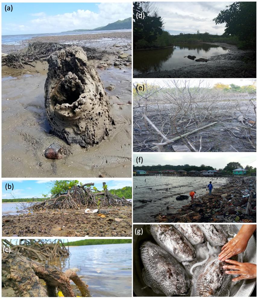 Photographs portraying environmental aspects of participants’ life associated with cultural, provisioning, regulating and supporting services. (See below for detail).