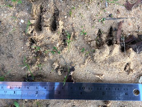 Pudu (Pudu puda, the smallest American cervid) tracks. ©Christian Thomaz Osorio Popiolek.
