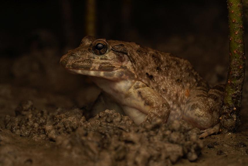 Mangrove Frog (Fejervarya cancrivora) at Bada Balu beach, South Andaman.