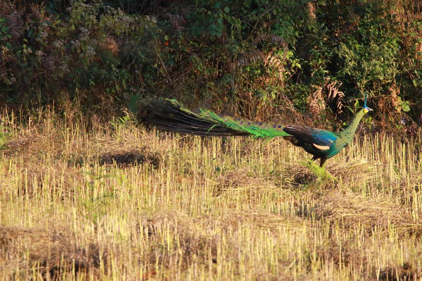 Male Peafowl. ©Nay Myo Shwe.