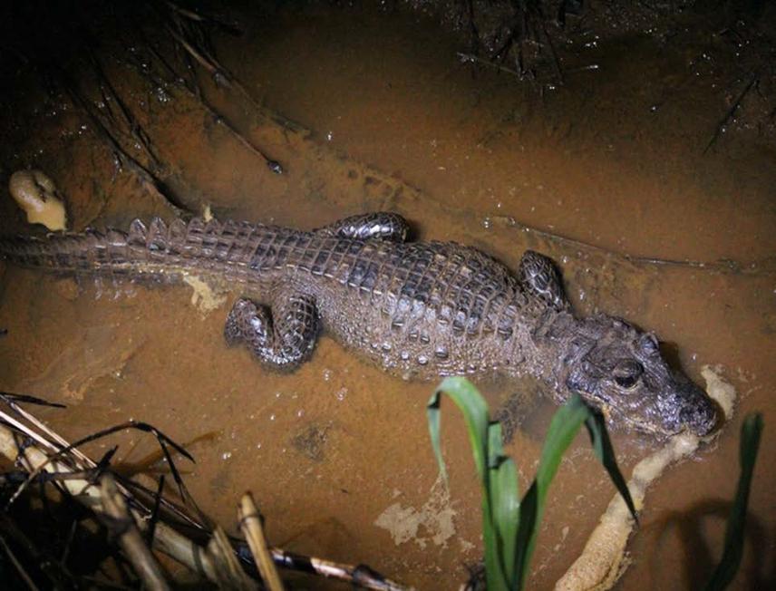 Adult dwarf crocodile