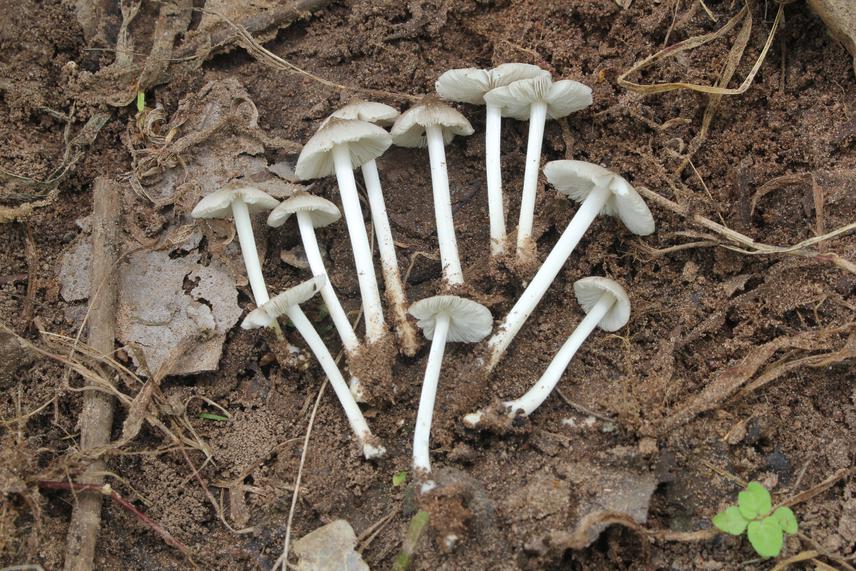 Termitomyces microcarpus.