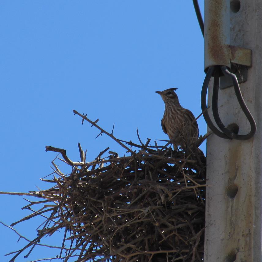 Coryphistera alaudina use thorns sticks for the nest. © Romina