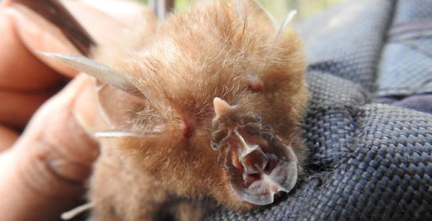R. pearsonii with smaller noseleaf devoid of any basal circular lappets on either side of sella.  © Hari Basnet.