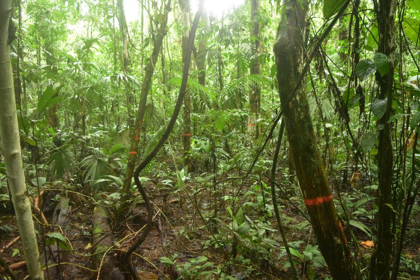 Forest with marked and measured trees in Sarapiquí, Costa Rica