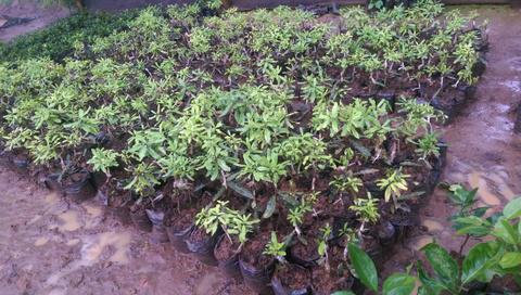 Tree nursery photo © Jean Claude