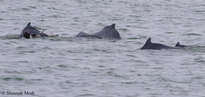 Humpback pod. ©Shaunak Modi.jpg