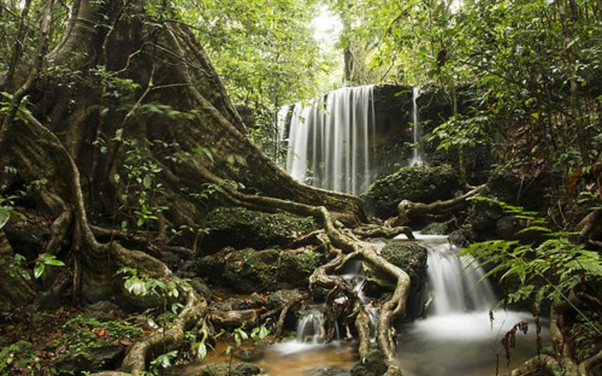 Forest stream in the Western Ghats. © Siddarth Machado.
