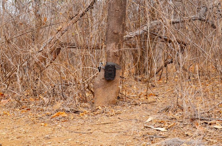 Camera trap.
