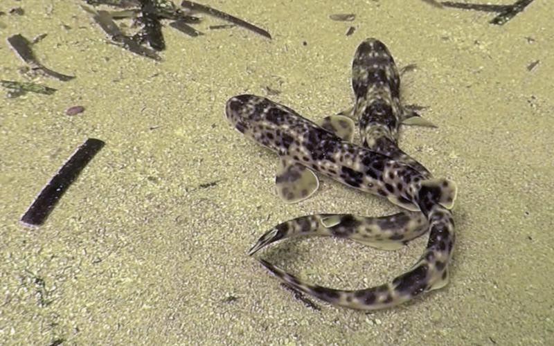 Juvenile specimens of the nursehound shark, Scyliorhinus stellaris (L.) resting at the shallow bottom © A. Gajić.