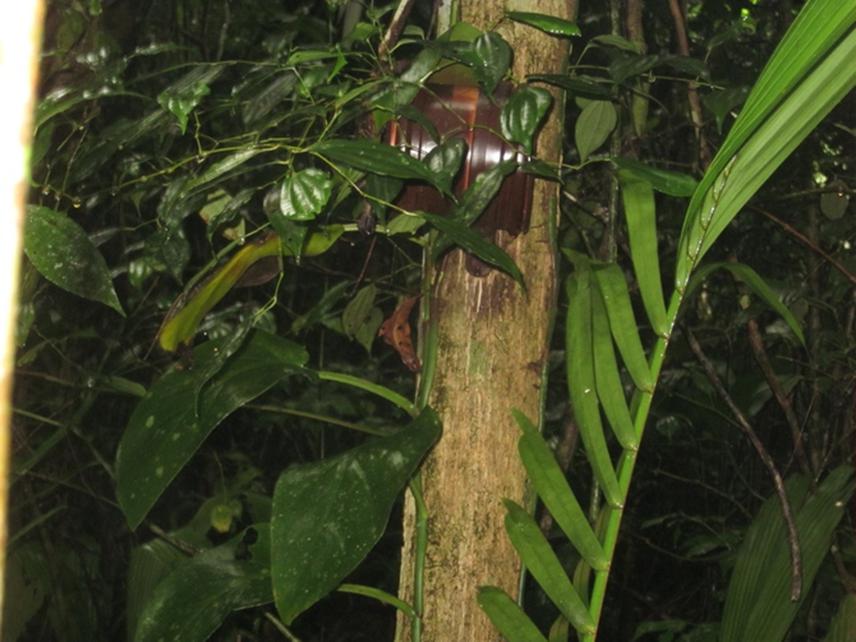 One of our AudioMoth acoustic loggers, retrieved from the forest in 2021, after two years of deployment