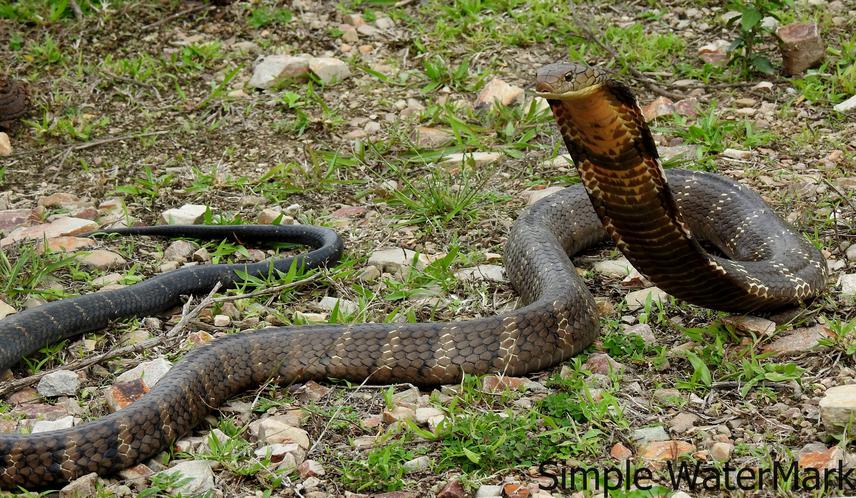 King cobra.