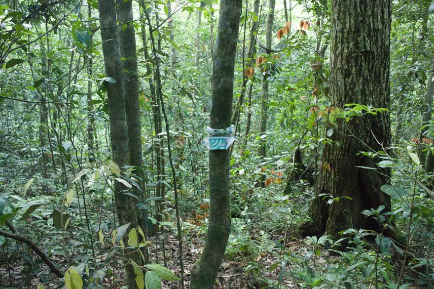 A view of a recorder setup in a protected area forest site