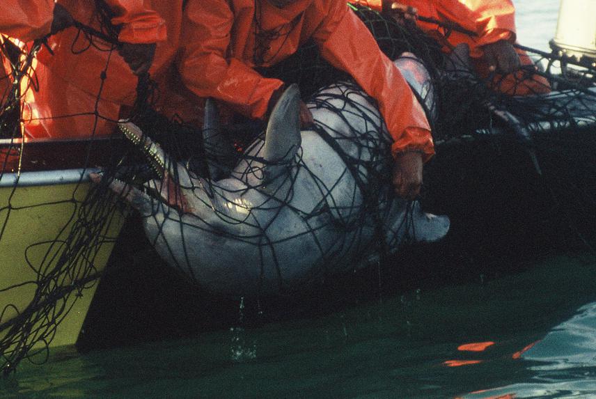 Endangered humpback dolphin killed in a shark net in KwaZulu-Natal, South Africa. © Brett Atkins