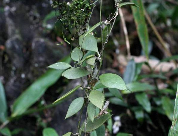 Gynura crepidioides.