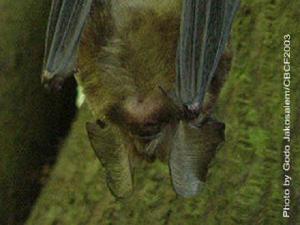 A new island record, Least Pipistrell.