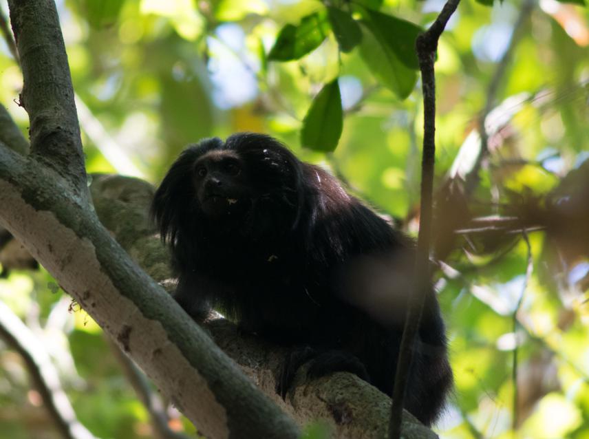 Black Lion Tamarin.