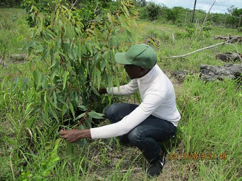 Eucalyptus, one of the identified exotic plants in Maputo Special Reserve.