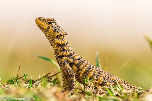 Juvenile Sungazer. © Wade Stanton-Jones.