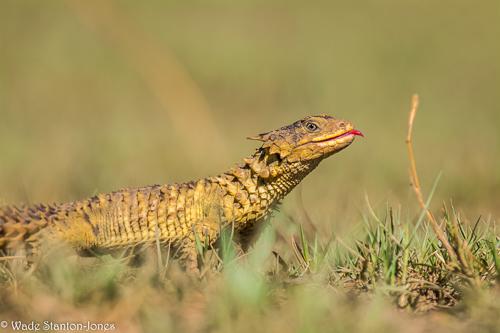 Post-feeding Adult - Tongue Exposed. © Wade Stanton-Jones.