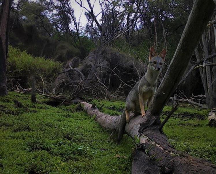 Sechuran fox.